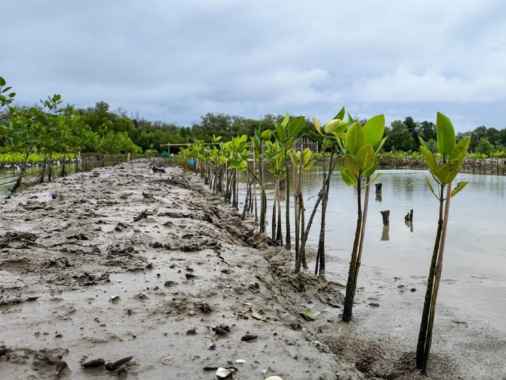 Tren ESG 2026: Carbon Offset Perusahaan untuk Program TJSL Berbasis Mangrove